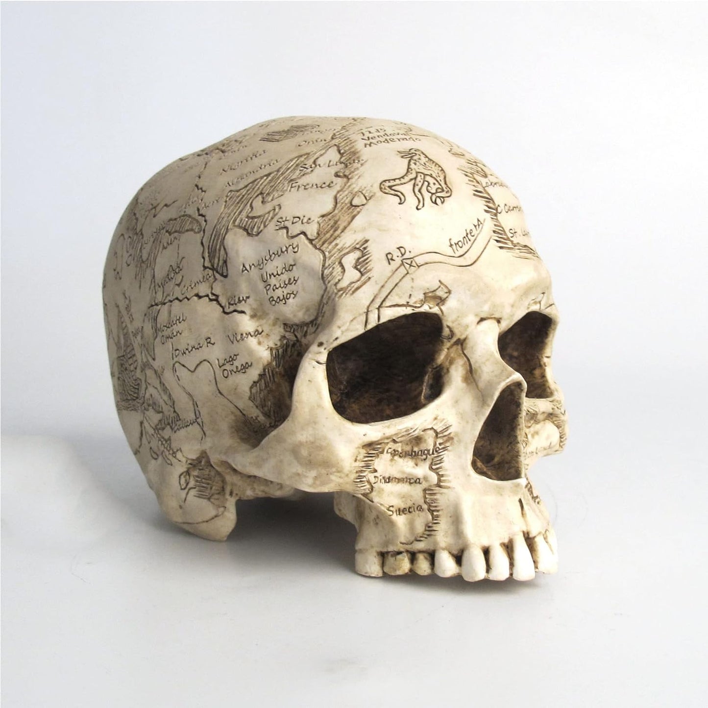 Craniumography Skull Map