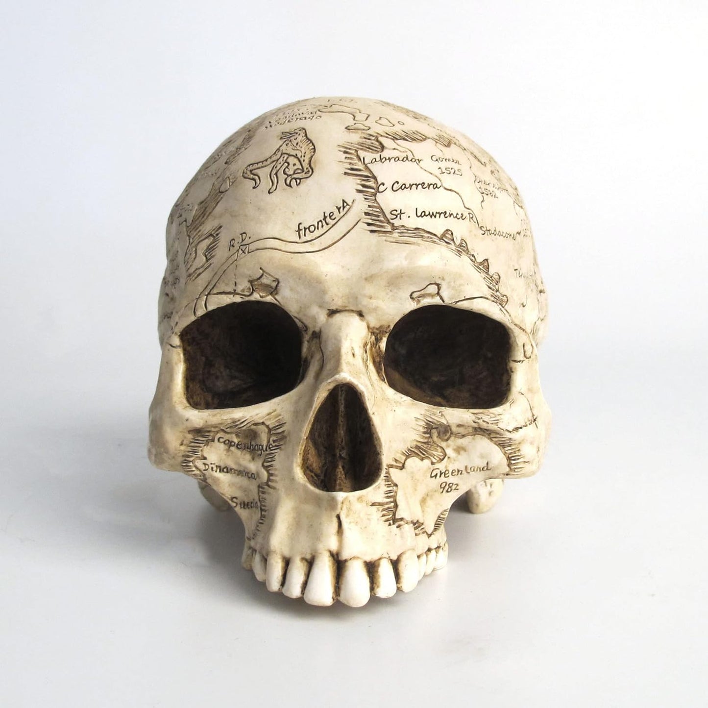 Craniumography Skull Map